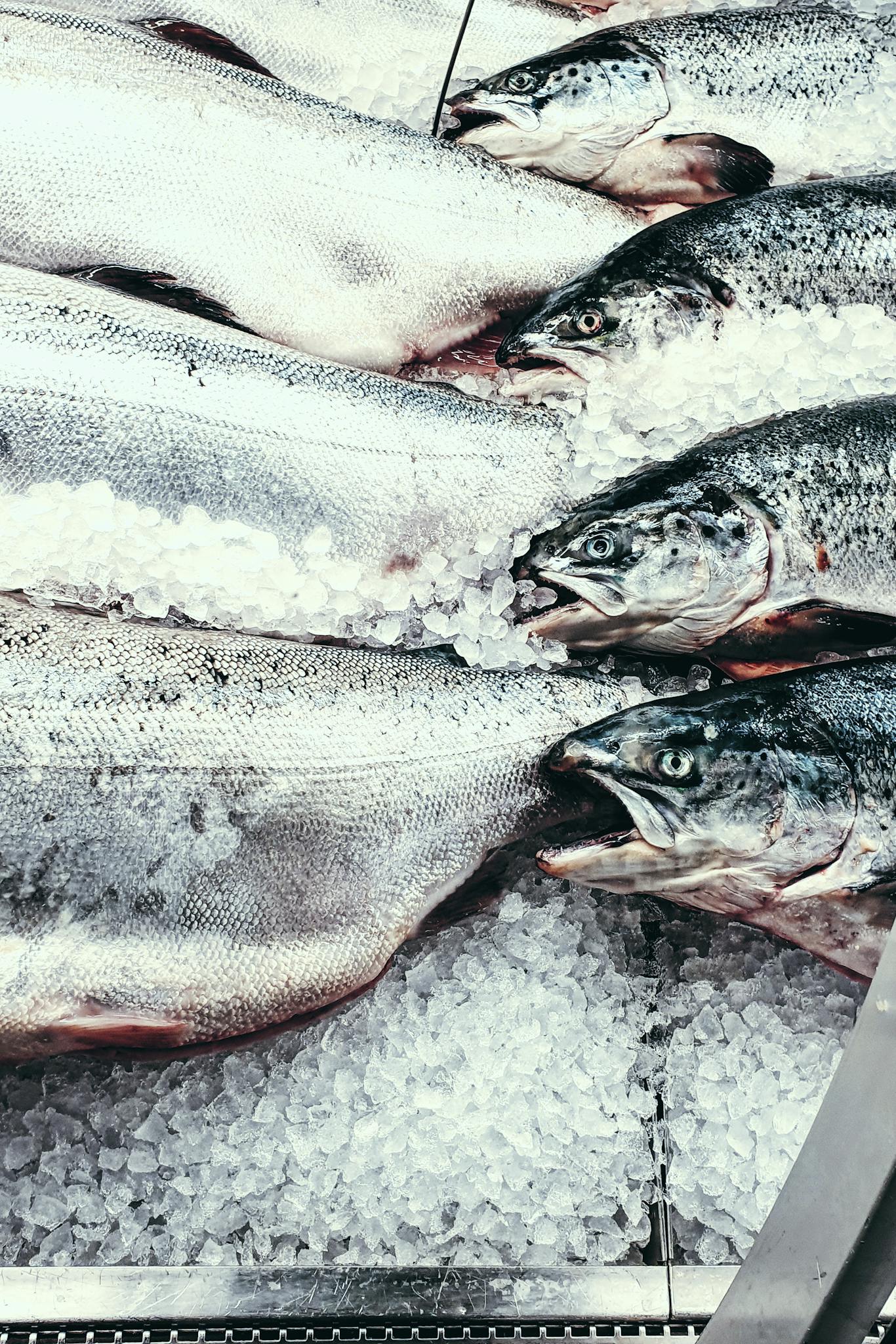 Close-up of fresh fish laid on ice at a seafood market. Ideal for culinary and trade visuals.